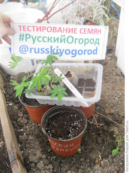 Люпин 'Бамбини': от пикировки до высадки в грунт