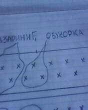 Томат Обжорка. III этап. Пересадка в теплицу