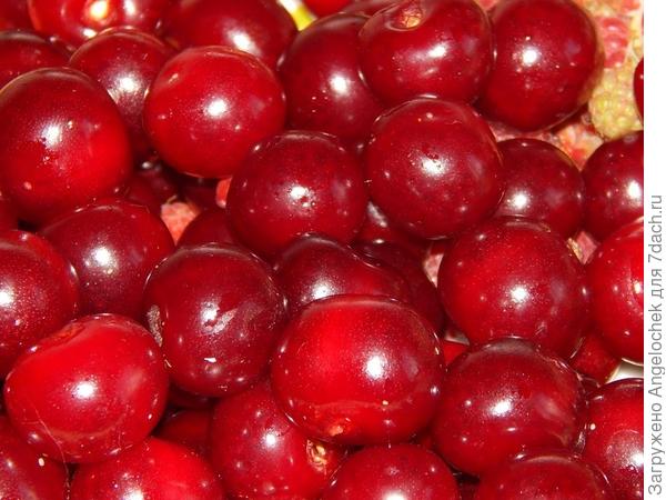 Черевишня - личный опыт выращивания