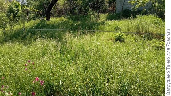 «Загорели руки в тёмное»... и другие дачные ведомости