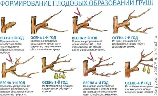 Посадка и уход за грушей. Сорта и болезни груши