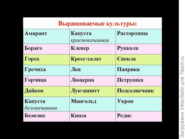Чудеса на подоконнике