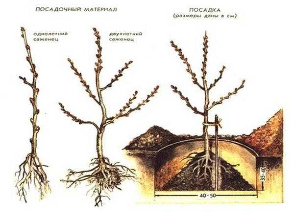 Облепиха: посадка, выращивание, уход