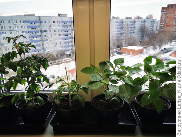 Мой ароматный огород на подоконнике. Репортаж пятый