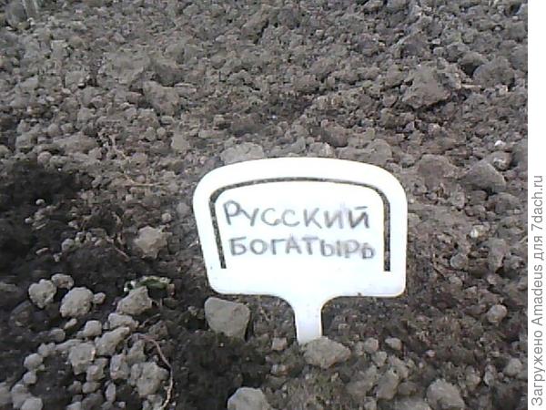 Базилик Русский богатырь. Высадка в теплицу
