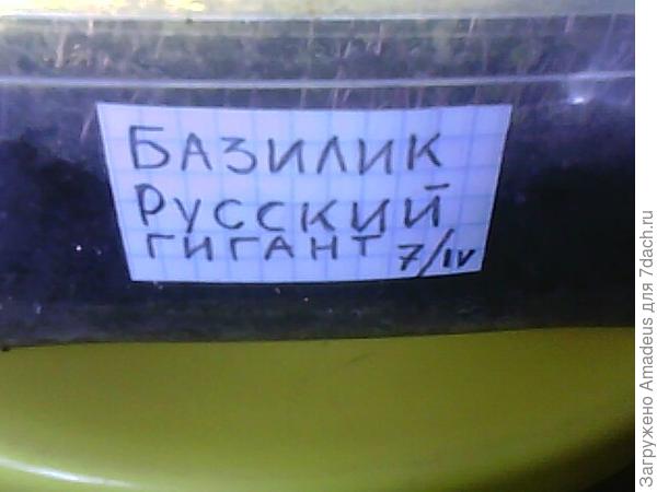 Базилик Русский гигант. Тест на всхожесть (продолжение)