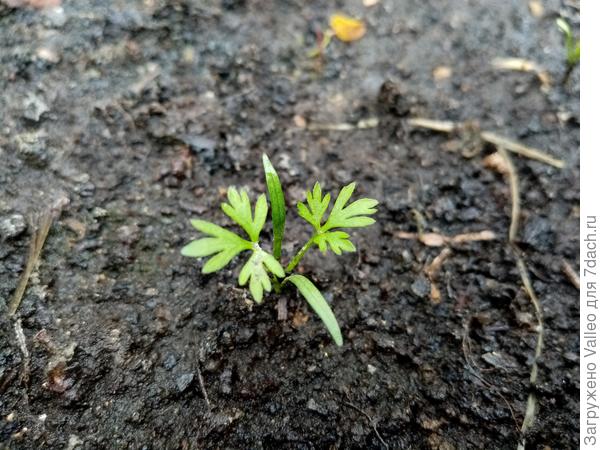 Морковь 'Парижская Каротель' от агрофирмы