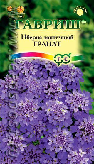 Цветные зонтики ибериса
