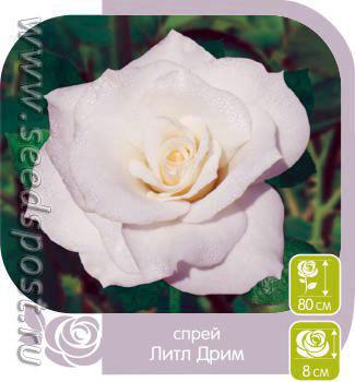 Розы Спрей. Сорта