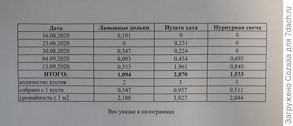 Тест на выживание для томатов 'Пурпурная свеча', 'Лимонные дольки' и 'Пузата хата'