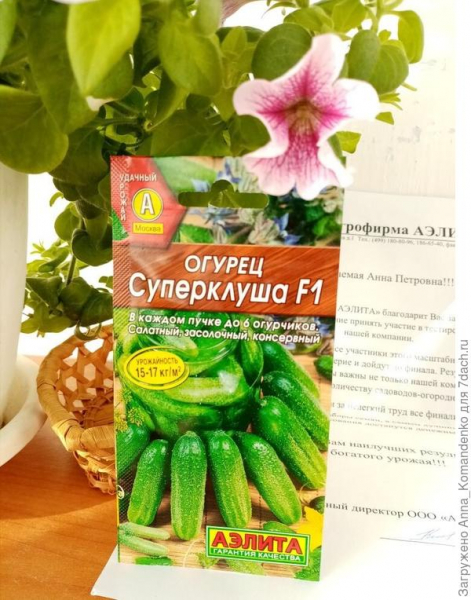 Огурец 'Суперклуша' F1 - идеальный огурец для еды и засолки