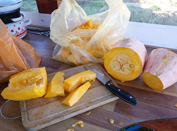 Какой сорт лучше: урожайные огурцы и кабачки