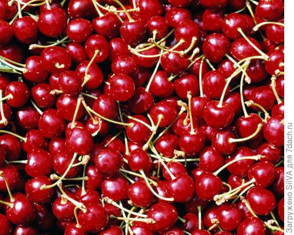Основные сорта вишни