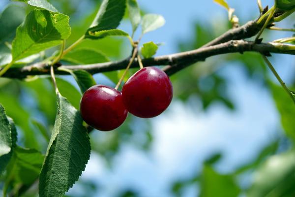 Вишня: размножение, посадка и уход