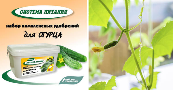 Как вырастить огурцы на подоконнике: ваши действия от посева до сбора урожая