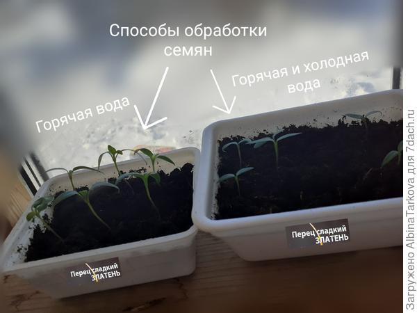 Хроники сладких перцев. Перчики переезжают: прощай, тесная коммуналка, и привет, отдельная квартира