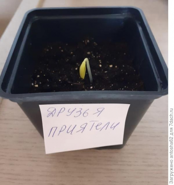 Огурец 'Друзья-приятели' - начало!