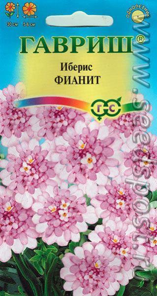 Цветные зонтики ибериса