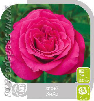 Розы Спрей. Сорта