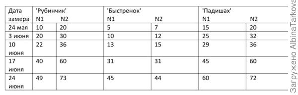 Подвожу итоги июня: томаты 'Падишах', 'Рубинчик' и 'Быстренок' показали себя с хорошей стороны