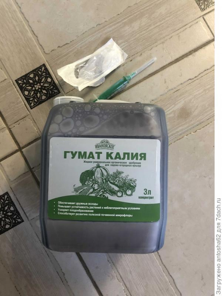 Баклажан 'Пришелец': от пикировки до переезда на дачу