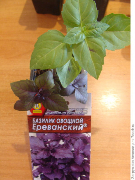 Зимний огород, январь