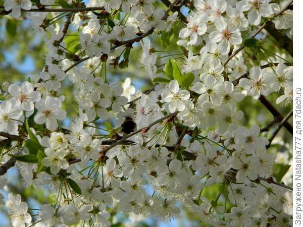 Мой маленький сад: урожай ягод и фруктов