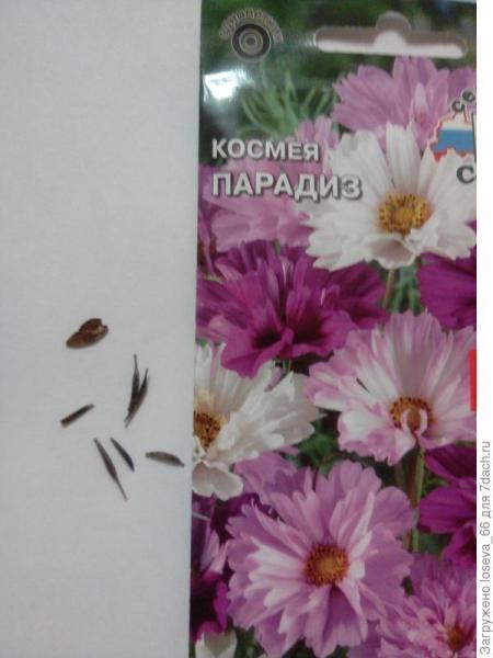 Маска, кто ты?