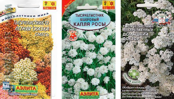 Новое амплуа знакомого всем тысячелистника