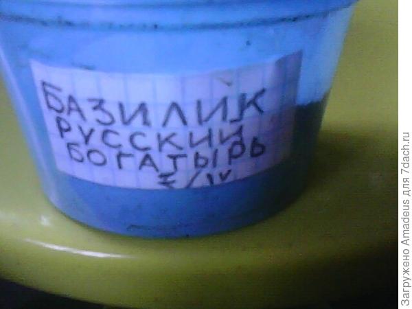 Базилик Русский богатырь. Тест на всхожесть (продолжение)
