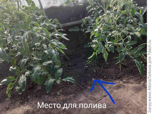 Подвожу итоги июня: томаты 'Падишах', 'Рубинчик' и 'Быстренок' показали себя с хорошей стороны