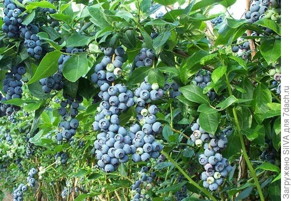 Посадка и уход за садовой голубикой. Популярные виды и сорта голубики