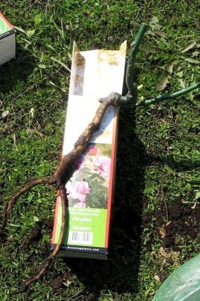 Пополнение в мой розарий. Часть вторая: саженцы из питомника "Братья Топалович"