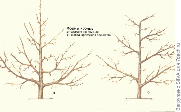 Посадка и уход за грушей. Сорта и болезни груши