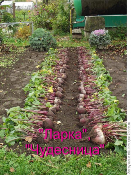 Урожай из семян НПО "Сады России"