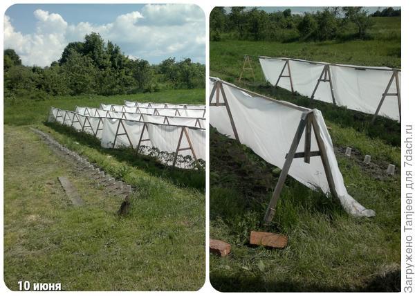 Выращивание огурцов в открытом грунте на шпалере. Описание агротехники и фотографии