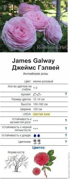 Посылка с розами от Татьяны Максимовской. "Океан роз". Отзыв с фото