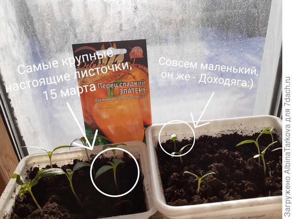 Хроники сладких перцев. Перчики переезжают: прощай, тесная коммуналка, и привет, отдельная квартира