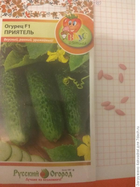 Огурец 'Приятель' – как наладить приятельские отношения