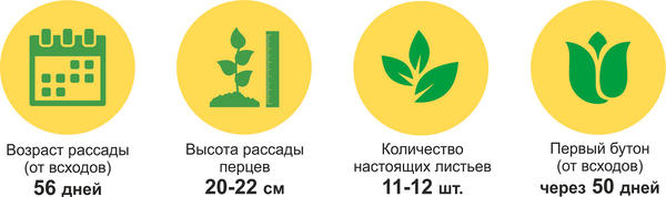 Перец 'Златень': пересадка в теплицу