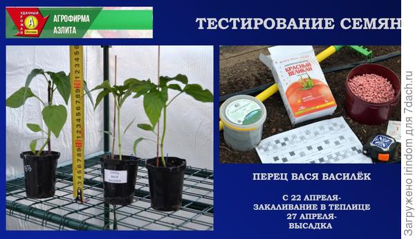 Перец Вася Василек. III этап - высадка в теплицу