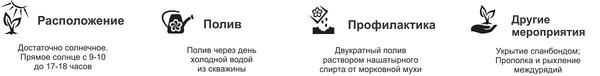 Морковь 'Парижская каротель': первый шаг навстречу раннему урожаю