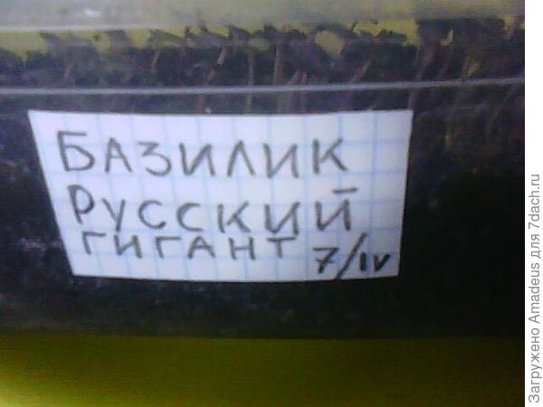 Базилик Русский гигант. Тест на всхожесть (продолжение)