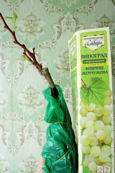 Саженцы от фирмы Семена Алтая. Моему винограднику быть!