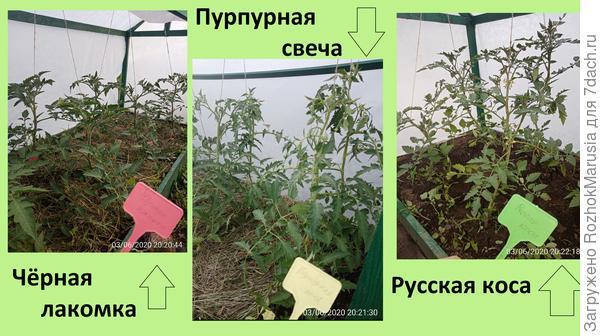 Чёрный, красный, золотой - всех попробуем гурьбой! Мы уже продегустировали свои томаты от "Аэлиты"!