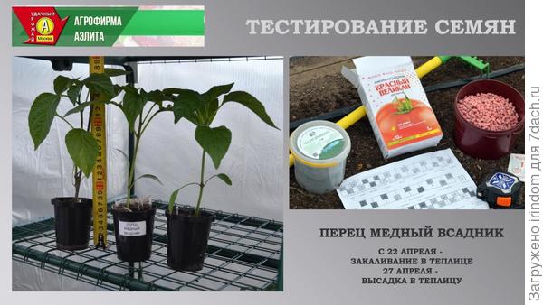 Перец Медный Всадник F1. III этап - высадка в теплицу