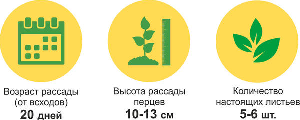 Перец 'Златень': пересадка в теплицу