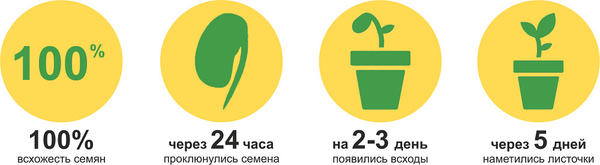 Редис 'Фиолетовая королева': первый шаг к урожаю «по-королевски»