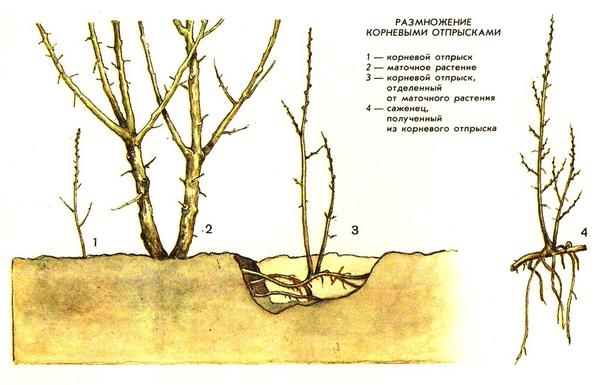 Облепиха: посадка, выращивание, уход