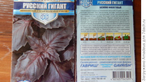 Базилик Русский гигант. Начало цветения